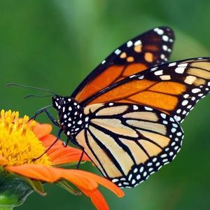 Meet your Posher, Buzznkathy